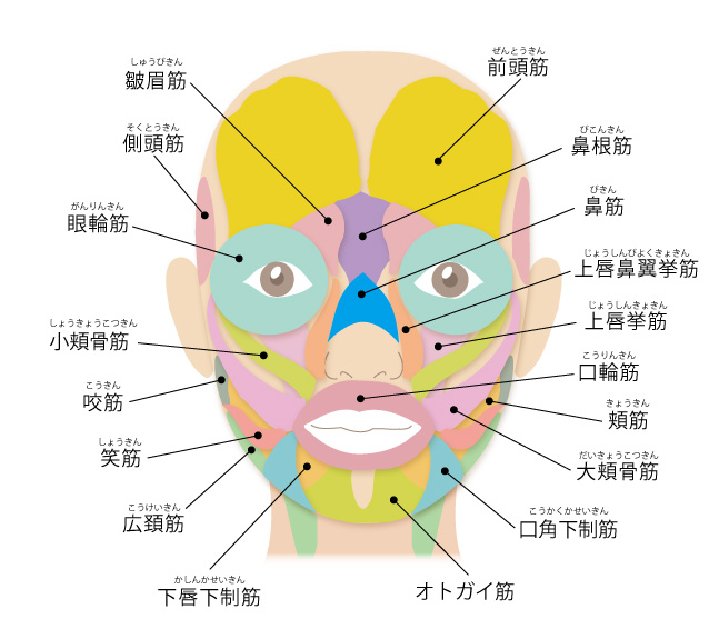 保護中: 小顔整顔研修１　実技